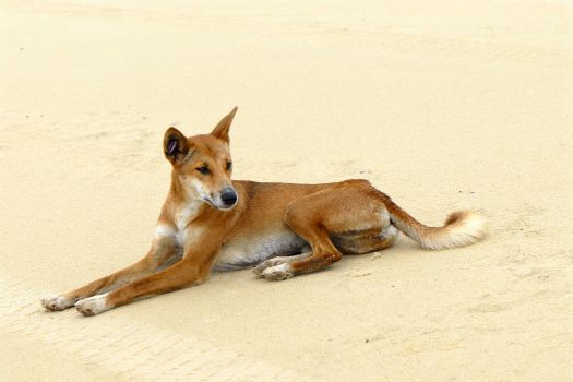 Fraser Island