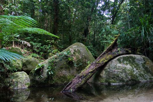 Daintree National Park