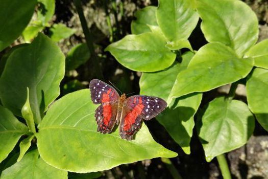 Small image of Fairchild Tropical Research Garden, Miami