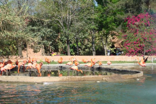 Guadalajara Zoo