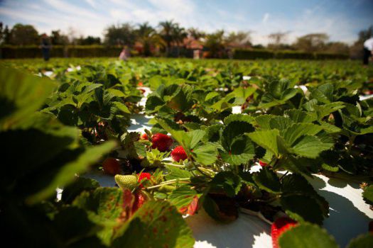 Knaus Berry Farm