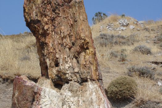 Lesvos Petrified Forest and Museum