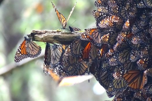 Monarch Butterfly Sanctuary