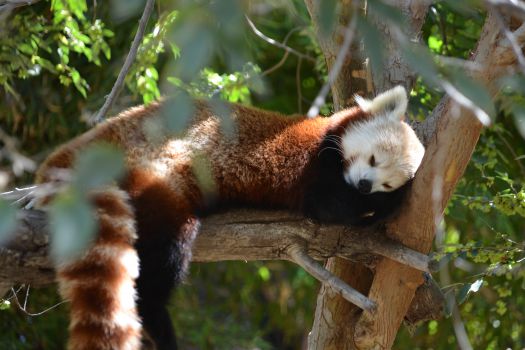 San Diego Zoo