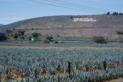 UNESCO Tequila World Heritage Site, Guadalajara, Mexico