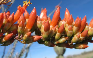 Tucson travel guide