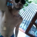 piipe_oficial