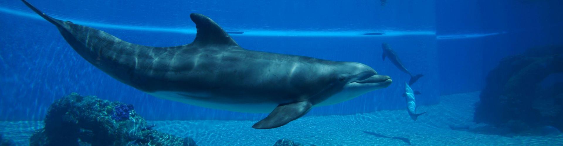 siegfried roys secret garden dolphin habitat water fun las vegas reviews ellgeebe - Siegfried Roys Secret Garden And Dolphin Habitat siegfried roys secret garden dolphin habitat water fun las vegas reviews ellgeebe - Siegfried Roys Secret Garden And Dolphin Habitat