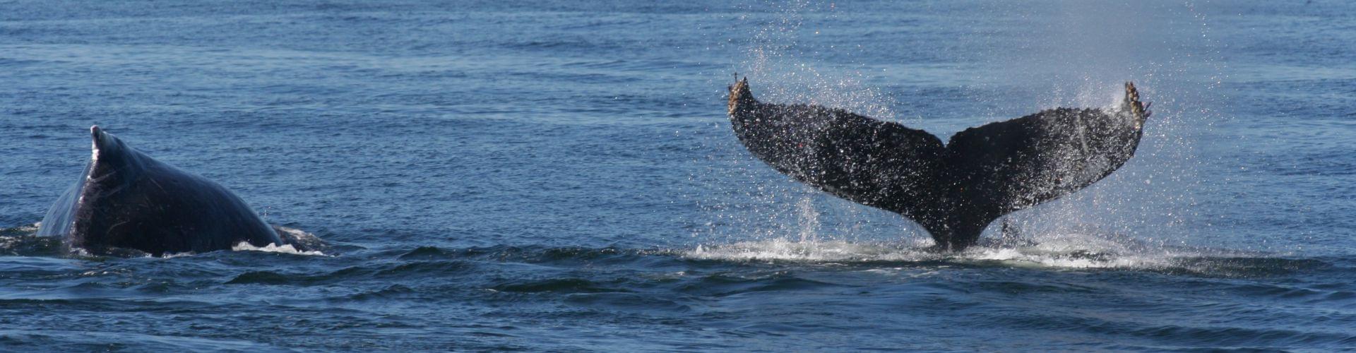 Whale Watching - Other - Puerto Vallarta - Reviews - ellgeeBE