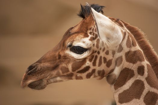 Artis Royal Zoo