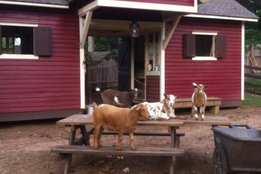 Social Goat Bed and Breakfast