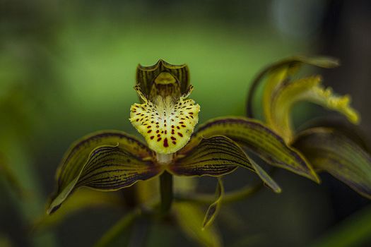 Jardín Botánico José Celestino Mutis