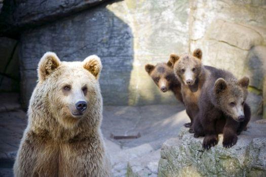 Copenhagen Zoo