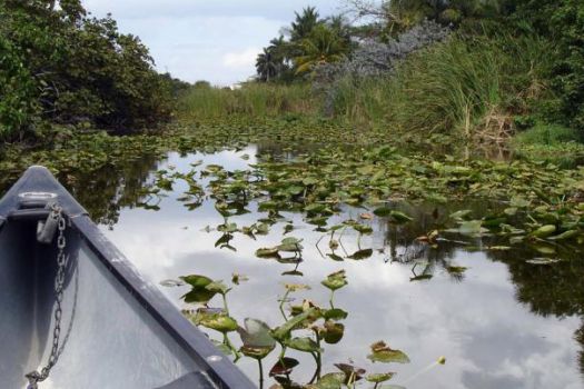 Hugh Taylor Birch State Park, Fort Lauderdale