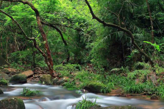 Fireflies Watching  (Tai Po Kau Nature Reserve)