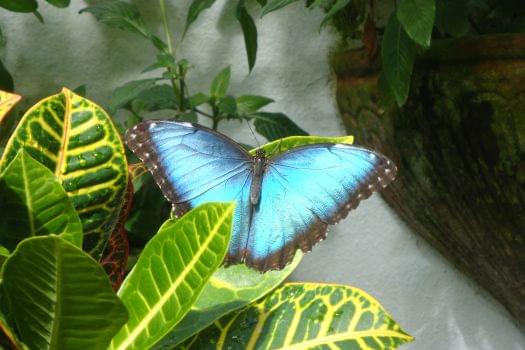 Butterfly & Nature Conservatory Gift Shop