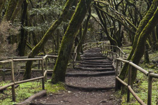 Garajonay National Park