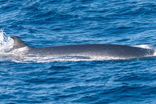 Whale Watching