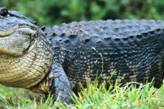 Everglades Alligator Park