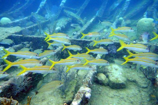 John Pennekamp Coral Reef State Park