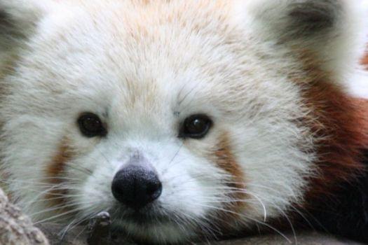 Central Park Zoo