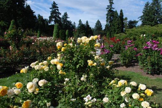 International Rose Test Garden