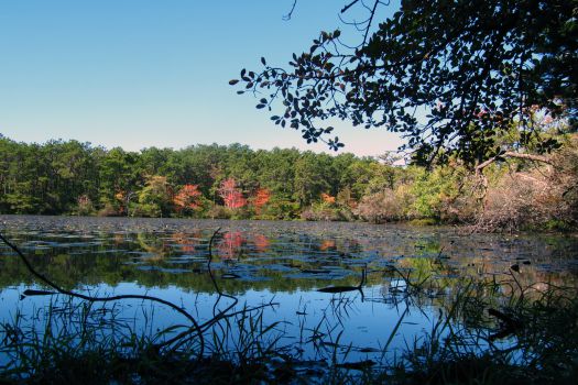 Cape Cod Provincelands Trail