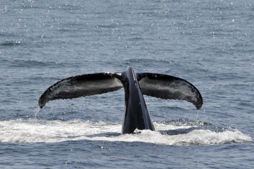 Dolphin Fleet Whale Watch