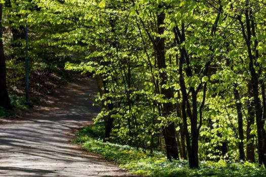 Beech Forest Trail