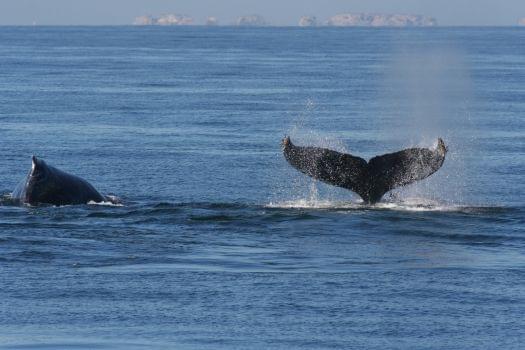 Whale Watching