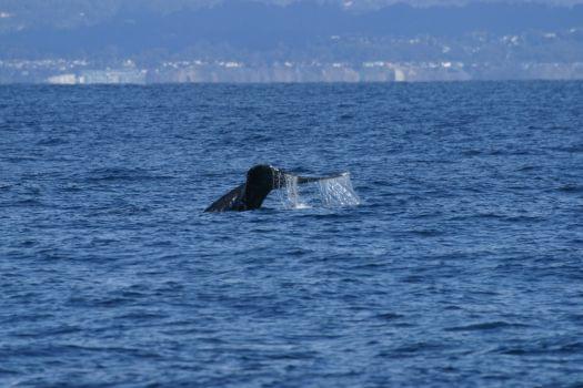 Whale Watching