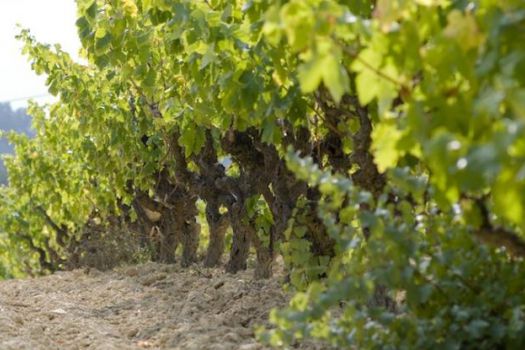 Penedès Wine Region