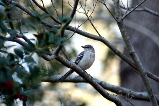 Tel Aviv Bird Watching Center