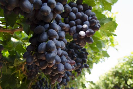 Israel Wine Tour