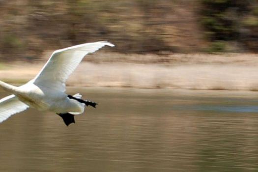 Kortright Centre for Conservation