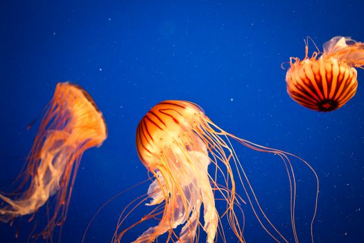 Vancouver Aquarium