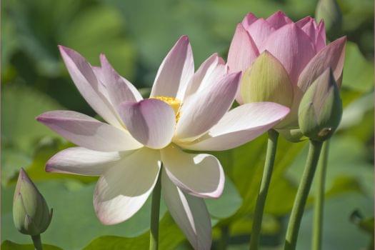 Kenilworth Park and Aquatic Gardens