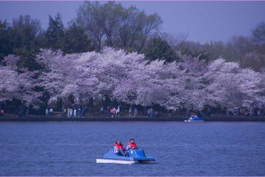 Tidal Basin Paddleboats